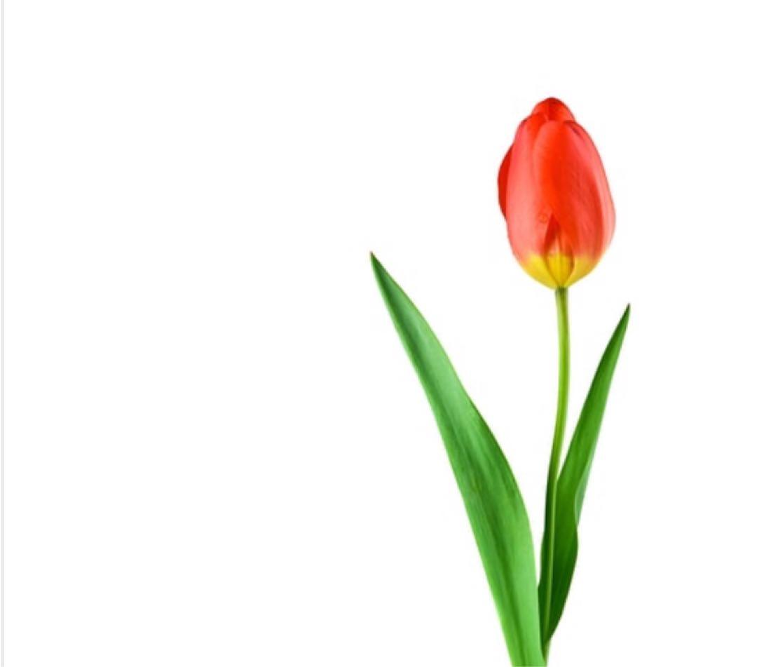 ゆうたん様 リップクリーム ナチュラルリップクリーム（2本セット） 1箱（4g×2本入）の通販｜静岡