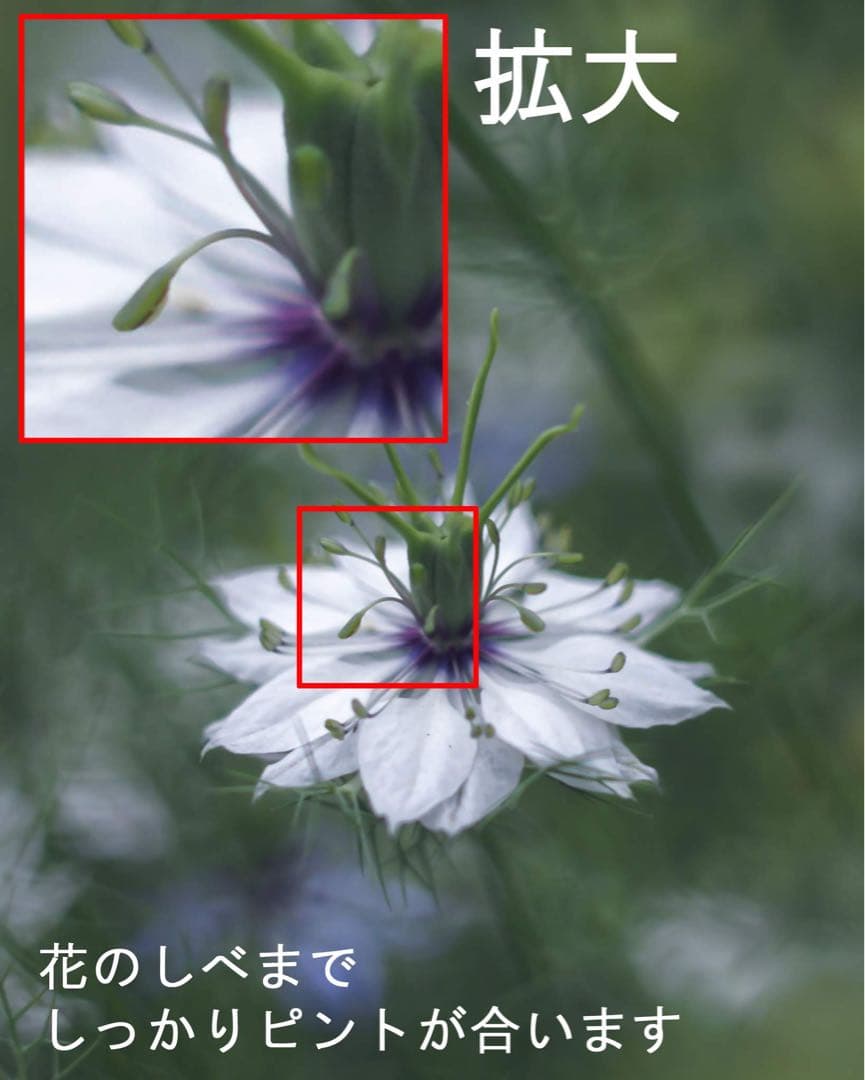 宝石レンズ_Super_Takumar_前期型 55mm_f1.8_ao - メルカリ