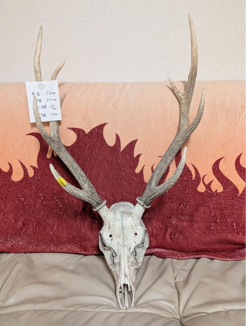 レア極上品羽根TT0091虫入り琥珀化石ミャンマーカムティかタナイ9900万年前