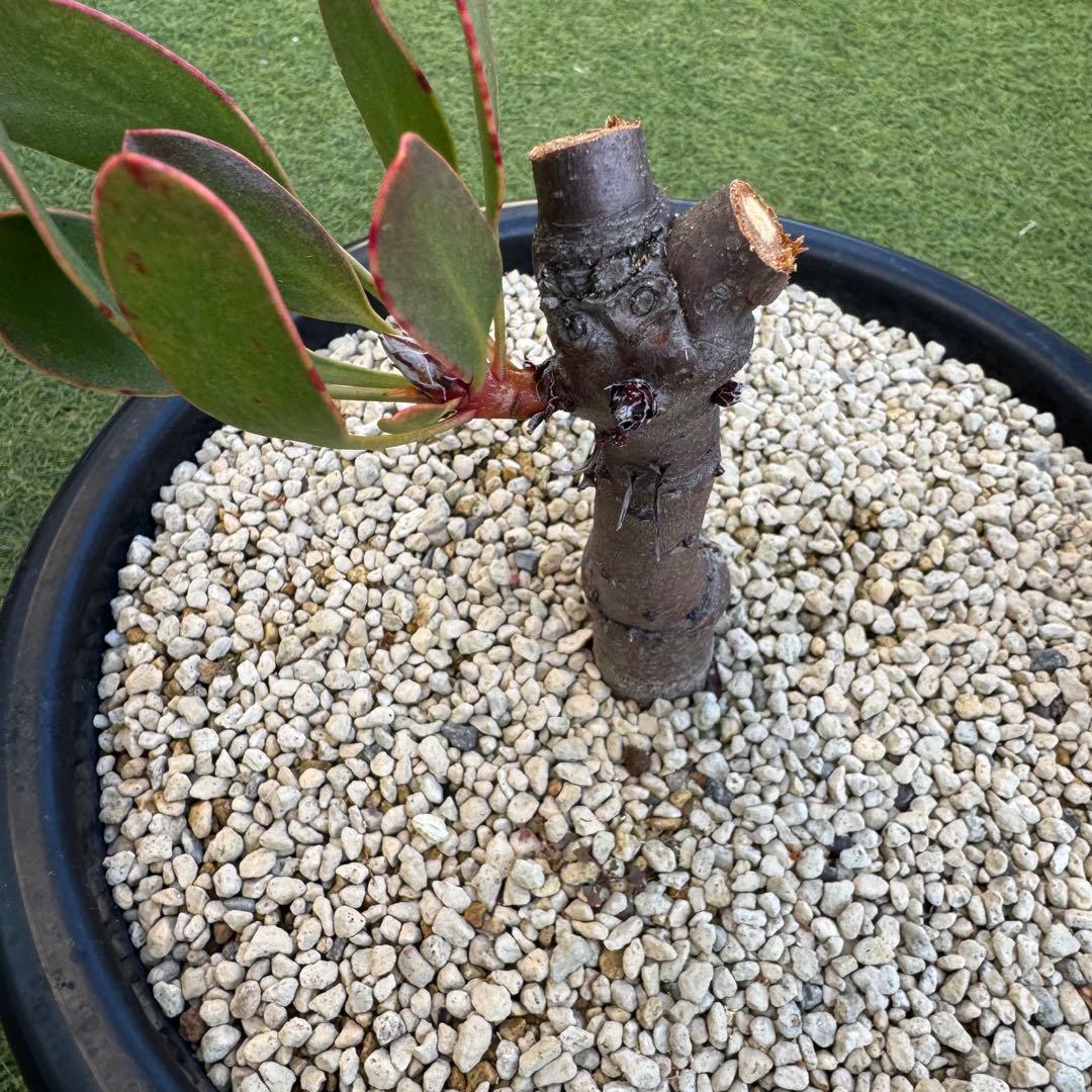 プロテア キングピンク 10号 Protea 