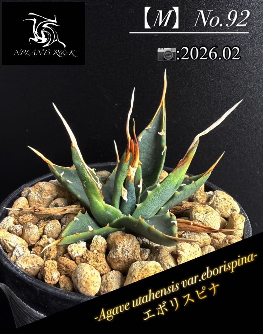アガベ ユタエンシスエボリスピナ No.92】 - メルカリ