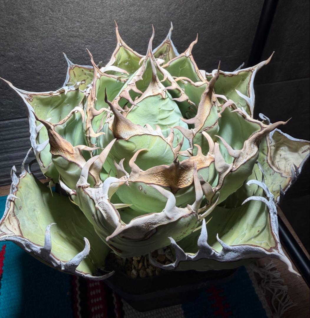 アガベ オアハカ 現地球 活着済み オテロイ チタノタ - メルカリ