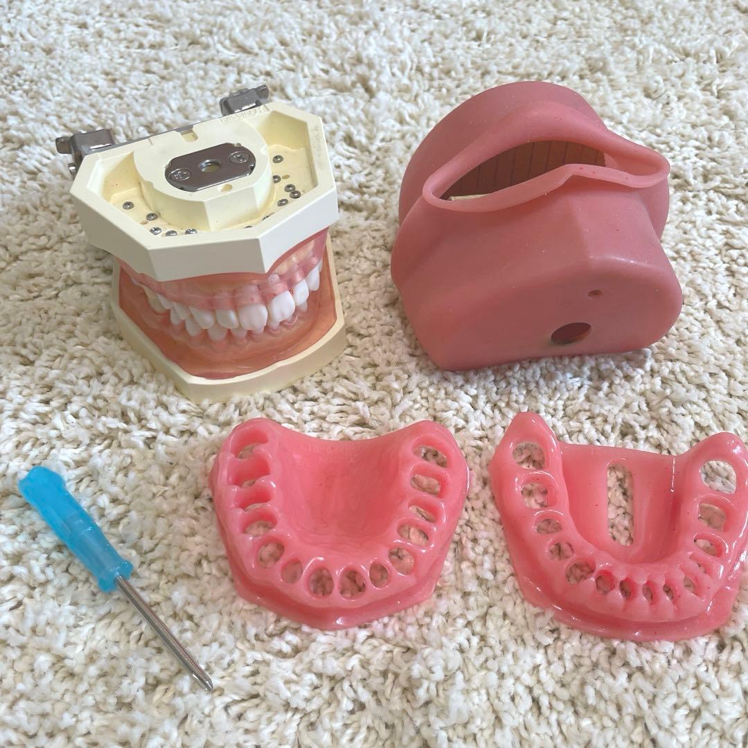 歯科　額模型 SRP用顎模型 [ニッシン]の通販 | Ciモール | Ciモール