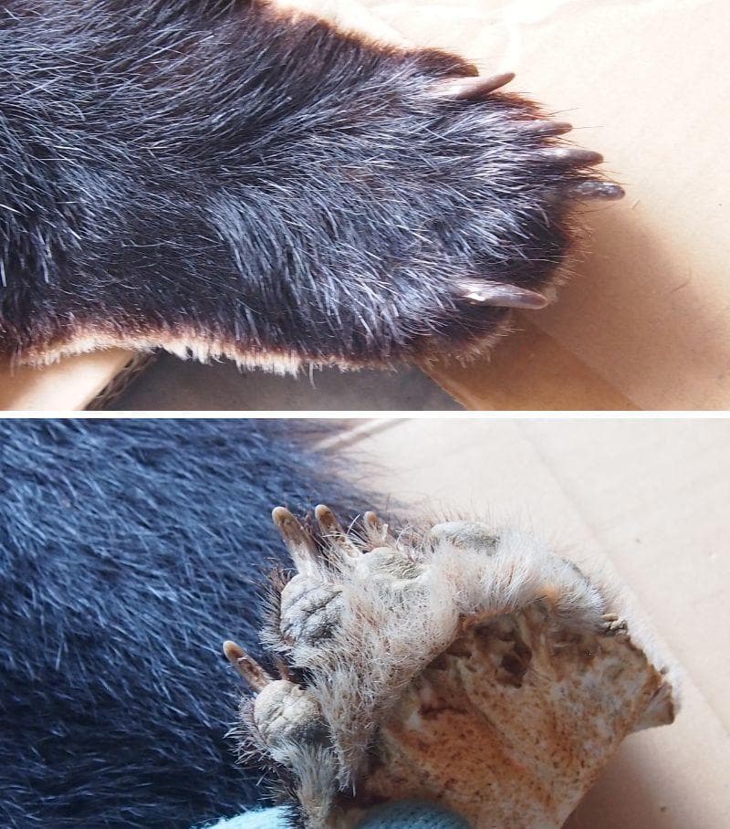 損傷あり】ツキノワグマ 毛皮 クマ/熊 ラグマット/玄関マット