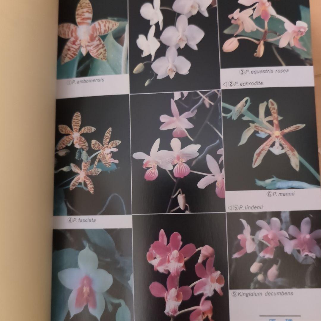 レア】ファレノプシス （花専科・育種と栽培） 市橋正一／編著