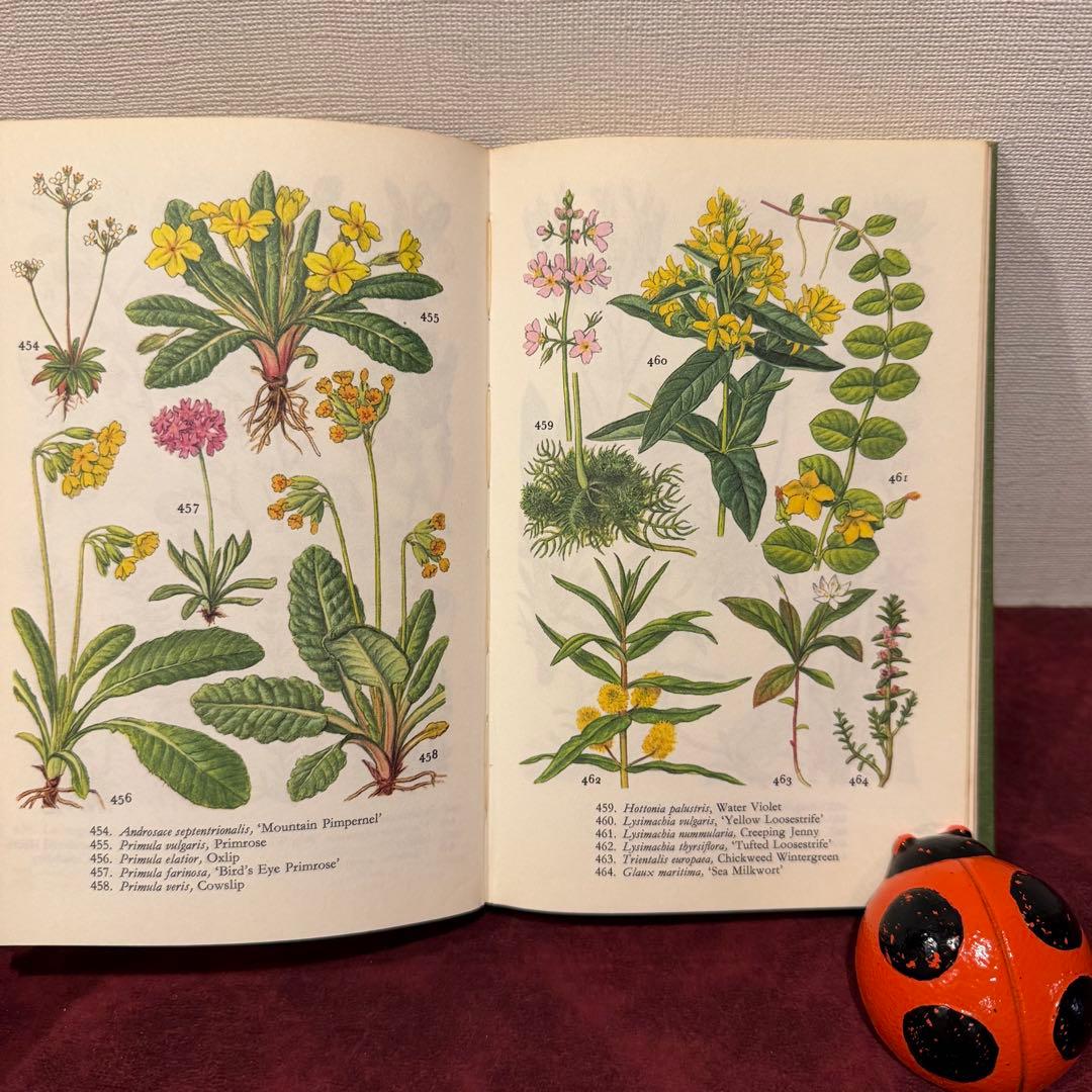 225①1971年ビンテージ植物図鑑 洋書古書 ジャンクジャーナル ボタン