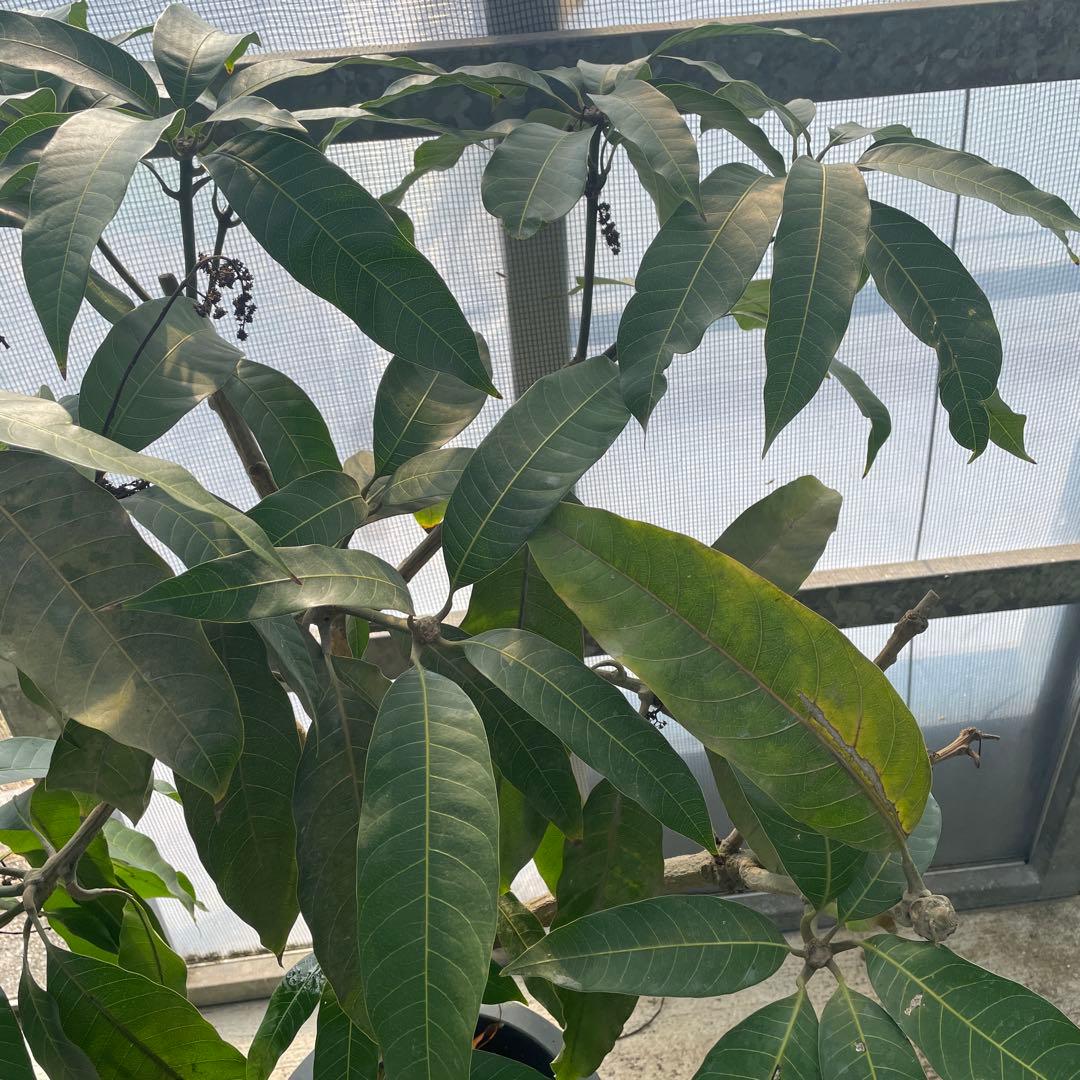 マンゴー苗品種リリー10号 特大