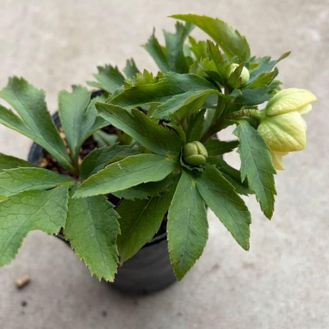 010 クリスマスローズ 開花株 dd小輪ライムグリーン - メルカリ