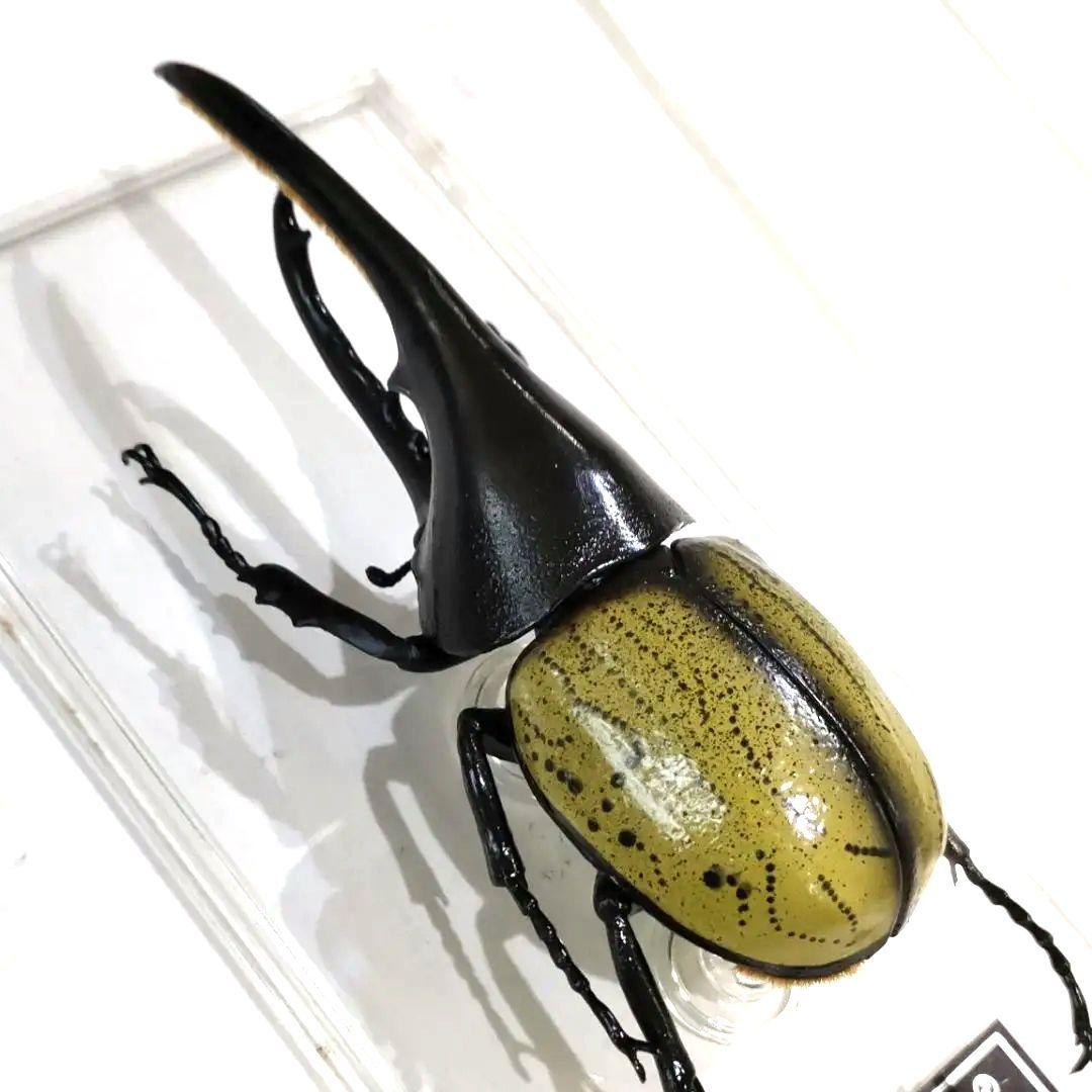 昆虫標本レアセットセール中！ - メルカリ