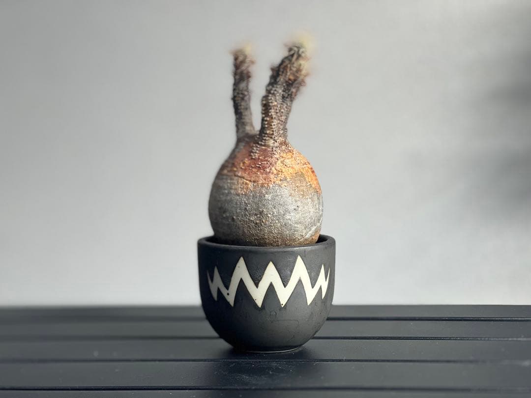 休眠中】パキポディウム・グラキリス 現地球 VALIEM②