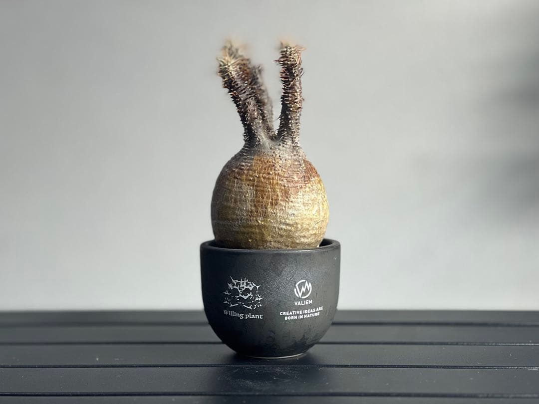 休眠中】パキポディウム・グラキリス 現地球 VALIEM②