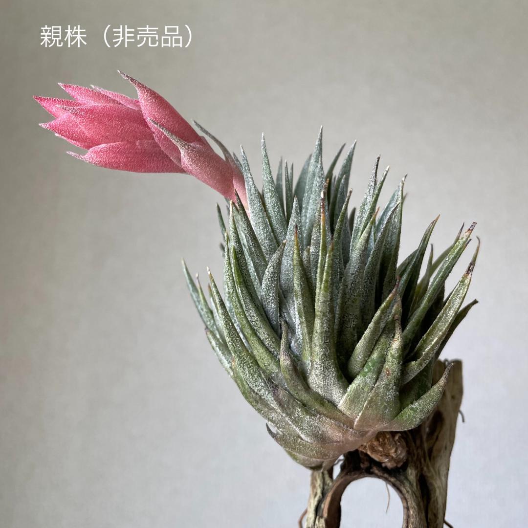 Tillandsia heubergeri - メルカリ