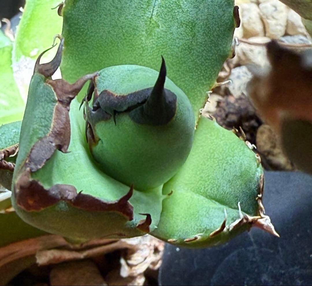 アガベ　黑曼巴　ブラックマンバ　lize血統