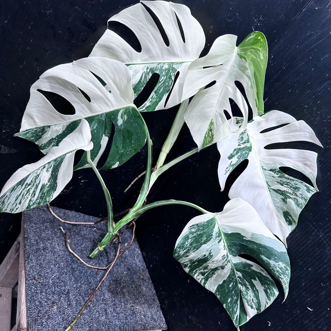 o*z様 斑入りモンステラホワイトタイガー47cm 大型葉 極美株