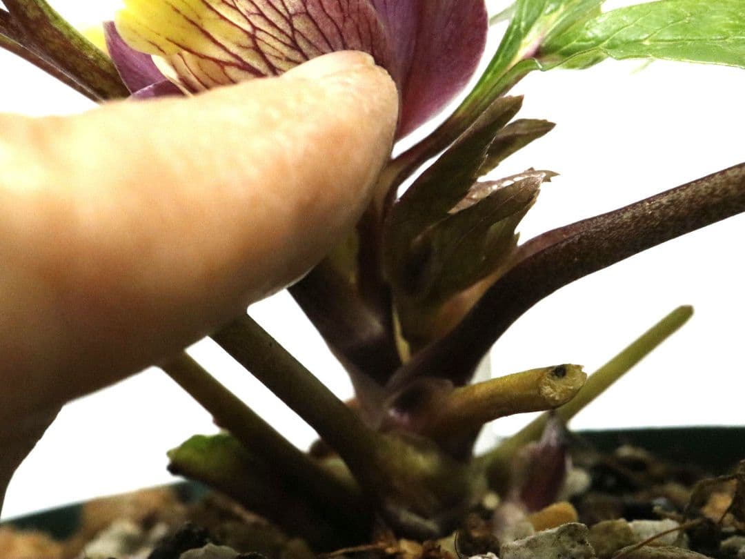 クリスマスローズ開花株 大木ナーセリー イリュージョン交配