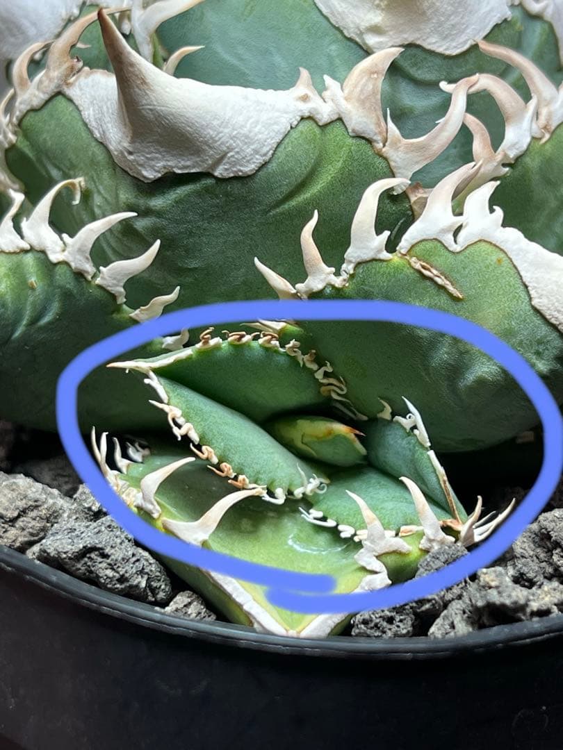 アガベ チタノタ lize血統 大白鯊 ホホジロザメ - メルカリ