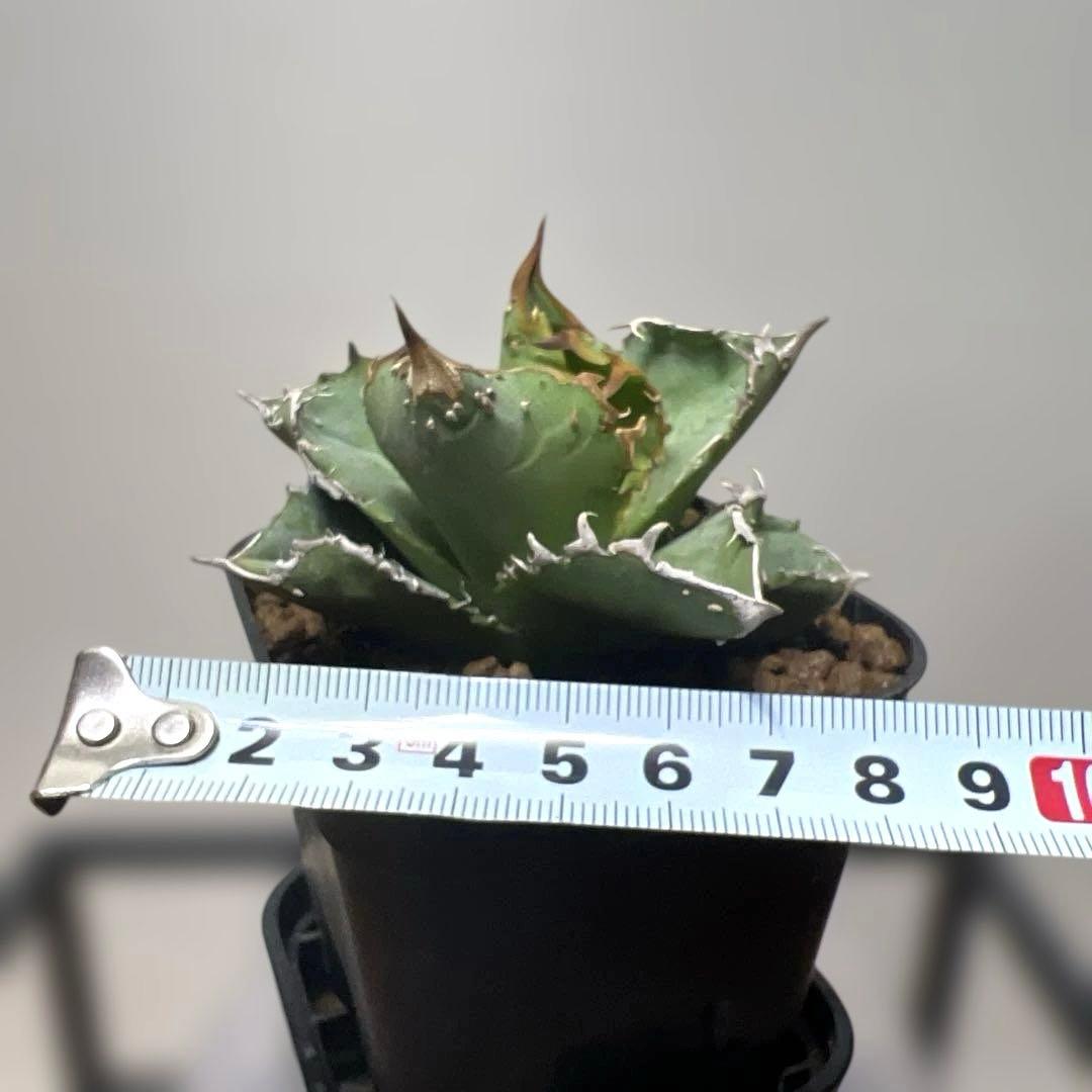 アガベ 鉢植発送 冰雹ブツブツ系 極上血統 超特選 スペシャル個体
