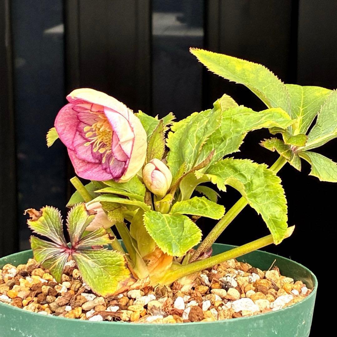 も*読様 530☘️ラスト2☘️蕾花タグ付☘️極上☘️特大SD⭐️蜃気楼⭐️コロ