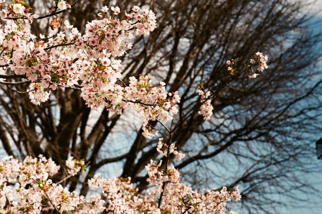 Canon P & Jupiter-8 完動品 - メルカリ