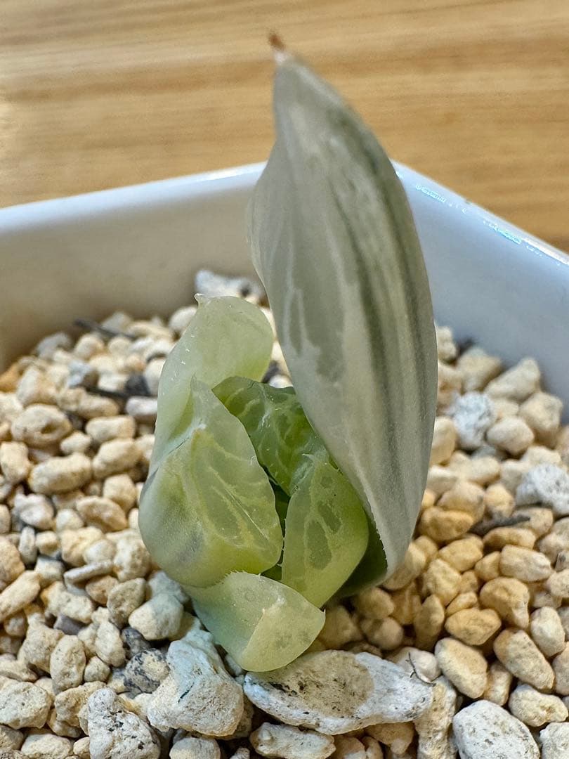 ハオルチア　白蛇伝　カキ仔　発根済み ハオルチア 白蛇伝｜🍀GreenSnap（グリーンスナップ）