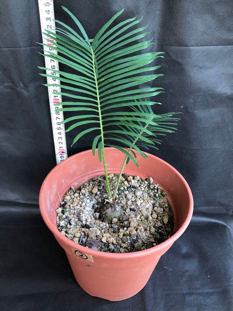 サイカス・タイシルバー実生5年生株② - メルカリ