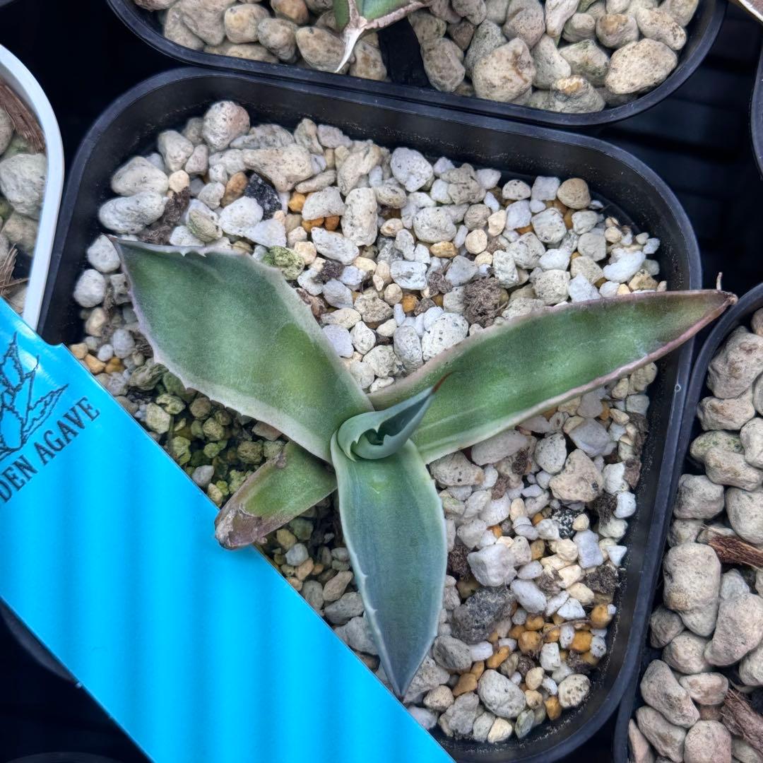 アガベ オバティフォリア モビー アメリカ輸入株 国内希少 - メルカリ