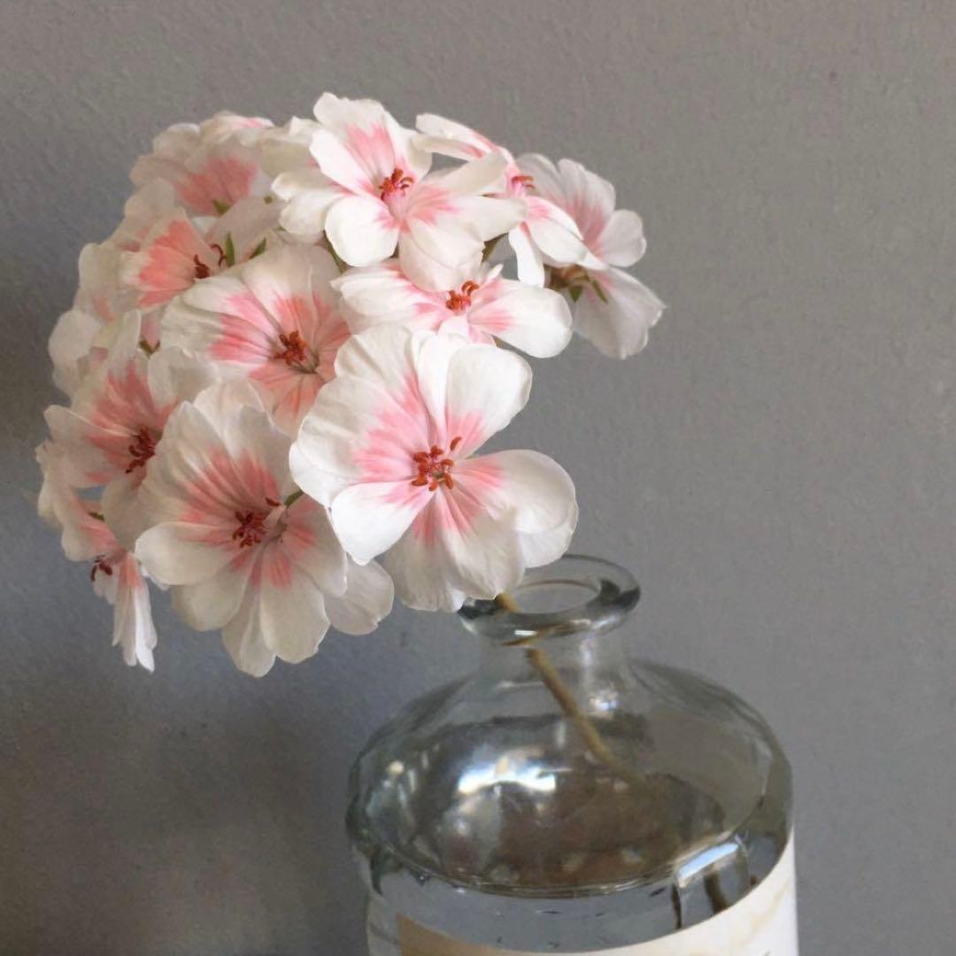 希少品種ゼラニウム 珍しいゼラニウム 海外品種ゼラニウム wl02 - メルカリ