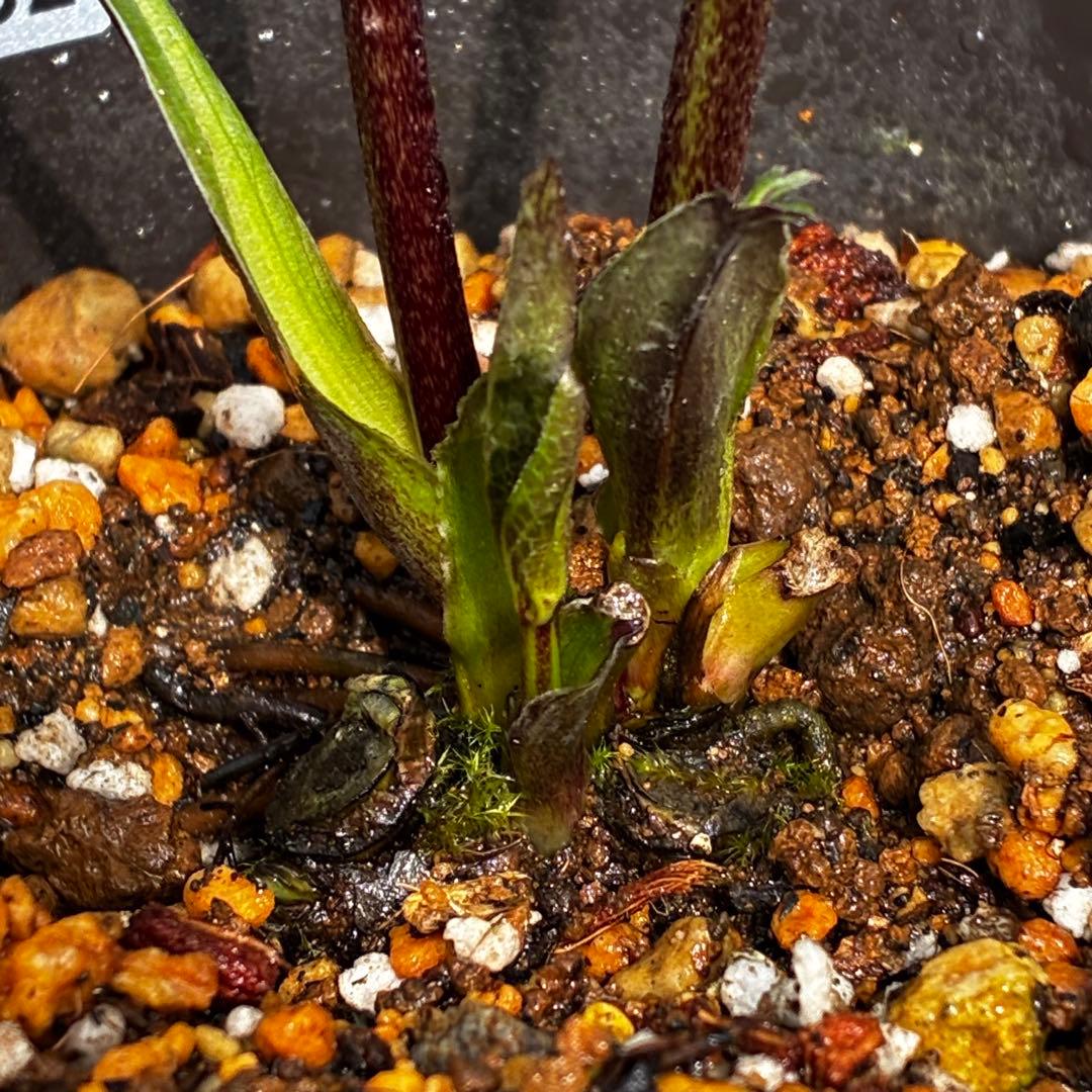 ま*こ様 3552☘️蕾花付き☘️親株☘️⭐️クレオパトラ⭐️小中輪⭐️超多弁⭐