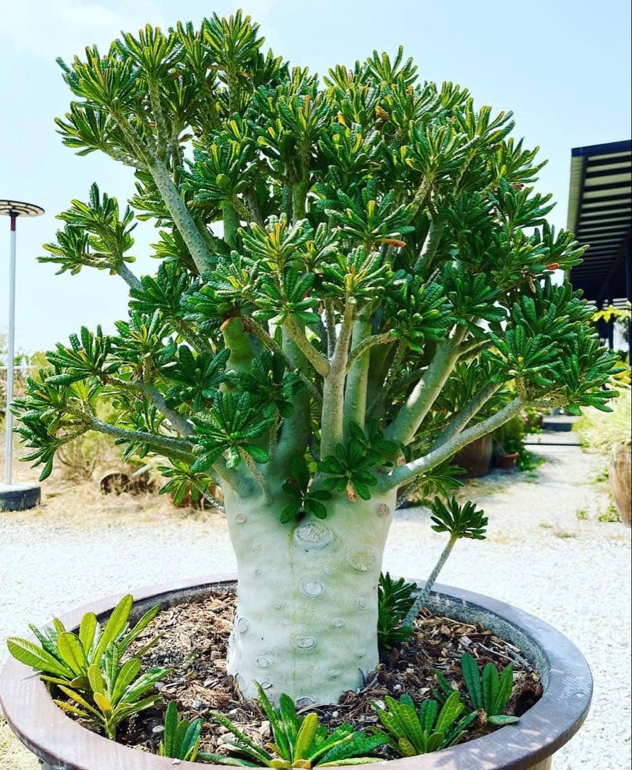 ちゃちゃ丸様 専用【レア/塊根植物】ドルステニア ギガス 鉢植え A-6