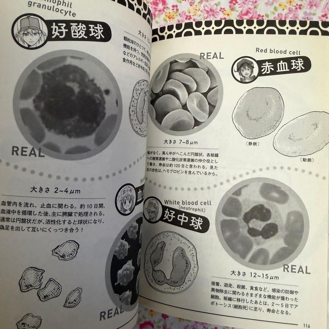 はたらく細胞 全巻セット はたらく細菌 アクリルキーホルダー 公式