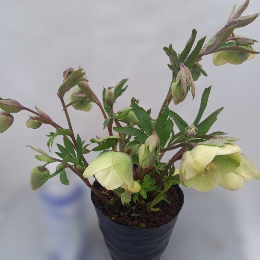 つぼみ、つぼみ！グリーンカップ、クリスマスローズ、大苗、開花株