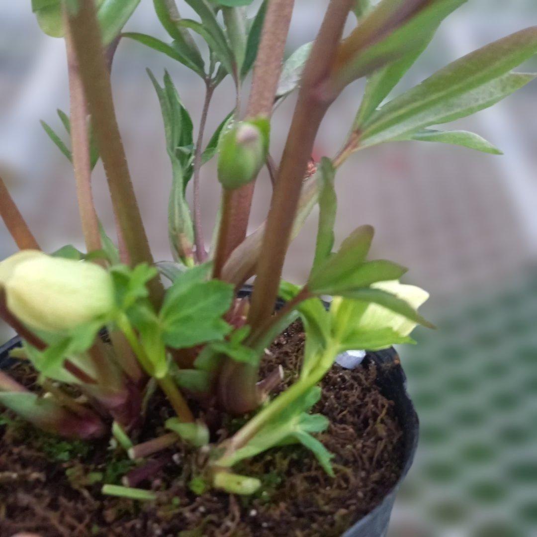 つぼみ、つぼみ！グリーンカップ、クリスマスローズ、大苗、開花株