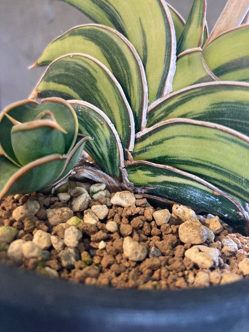 サンセベリアロリダ子株斑入り-ユーキャン日本大地図2024.1版