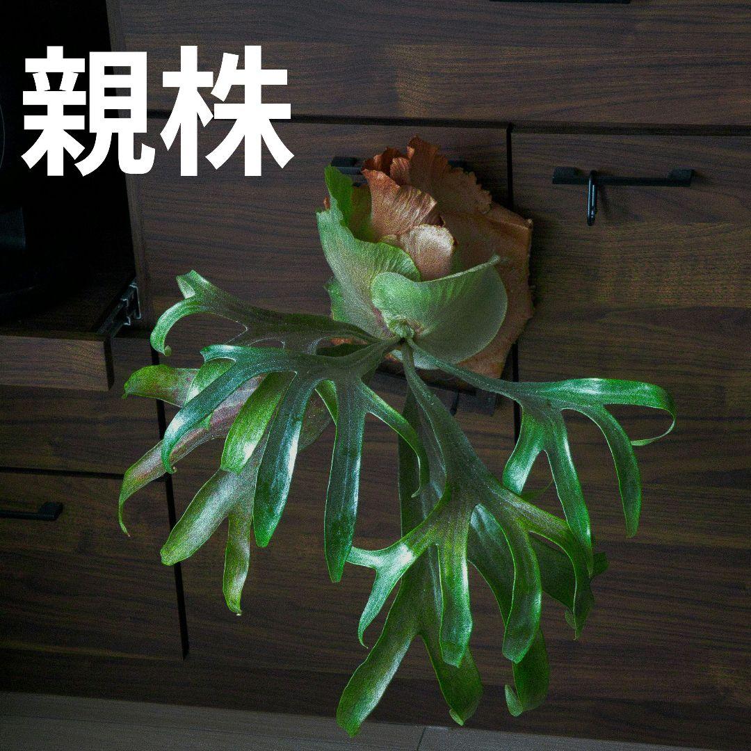 子株】P. Mt.Lewis ビカクシダ マウントルイス(OC) - メルカリ