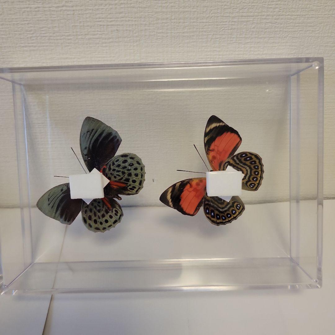 HiЯ∅様(木)まで専用 蝶の標本 ミイロタテハの世界(特AA)