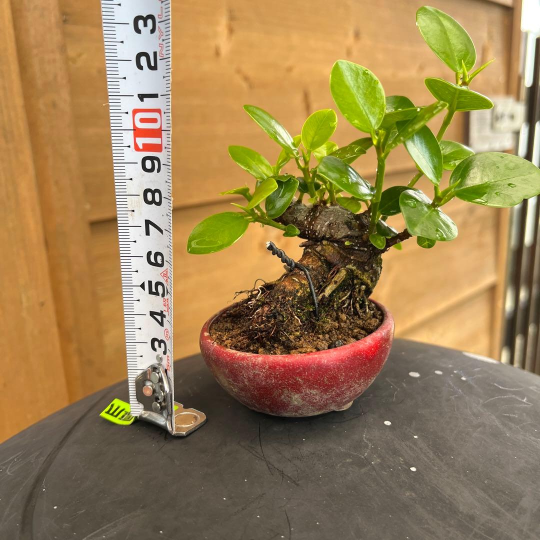 ガジュマルミニ盆栽極太希少品種パンダガジュマル - メルカリ