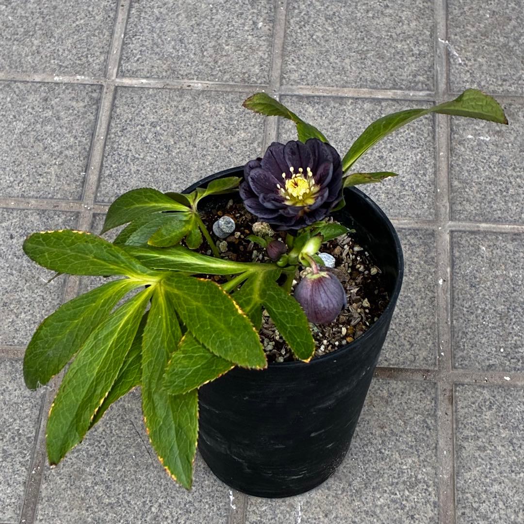 A*️様 3478☘️限定1株☘️未株分☘️花付☘️レア☘️スモーキーダーク⭐️