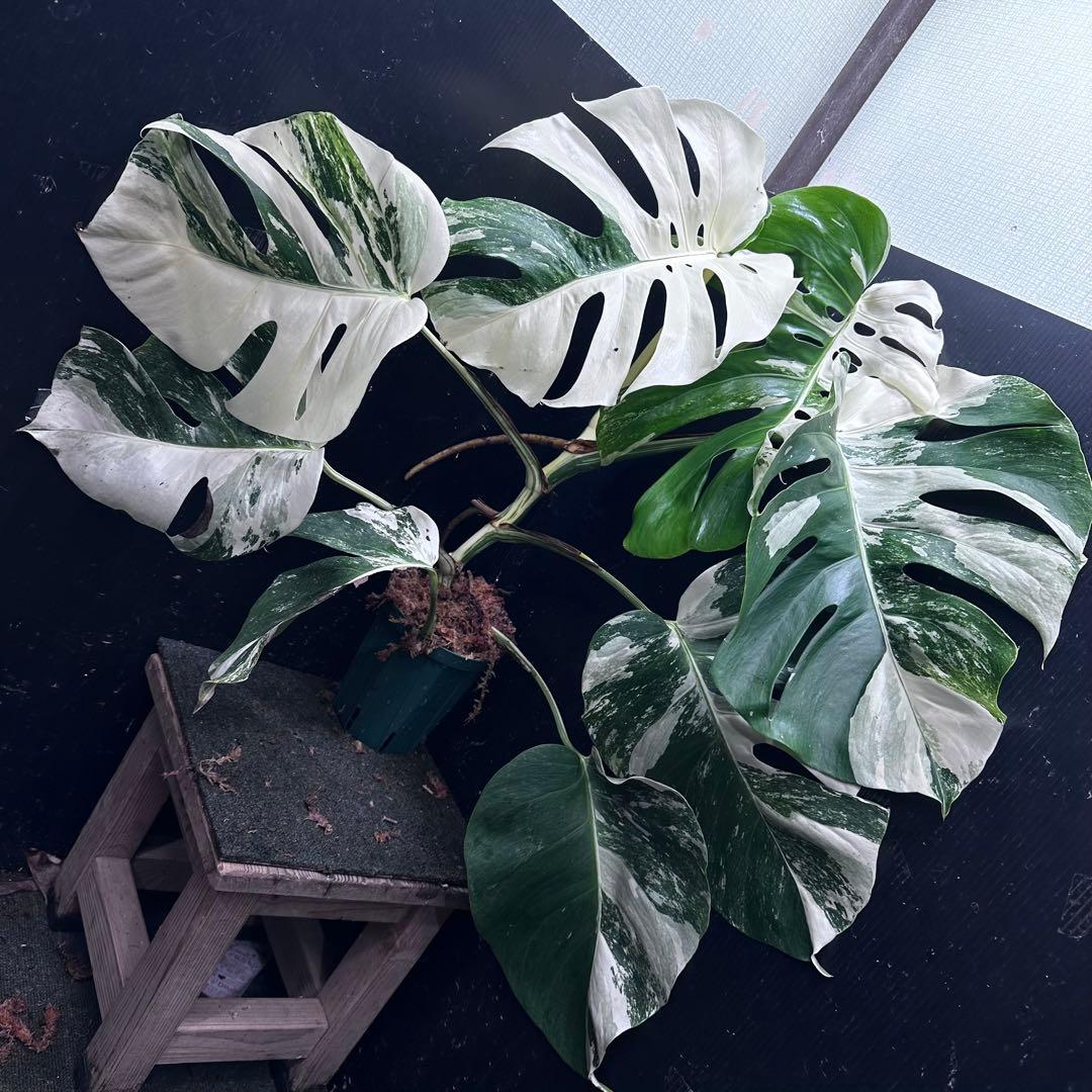 お*め様 斑入りモンステラ ホワイトタイガー極美大株71cm白斑多 斑入りモンステラ ホワイトタイガー極美大株50cm白斑多 - メルカリ