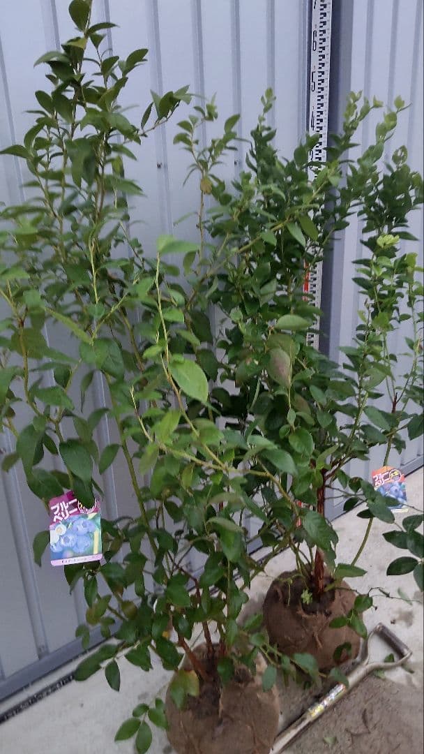 ブルーベリー苗 オニール&シャープブルー大苗2本セット ブルーベリー苗