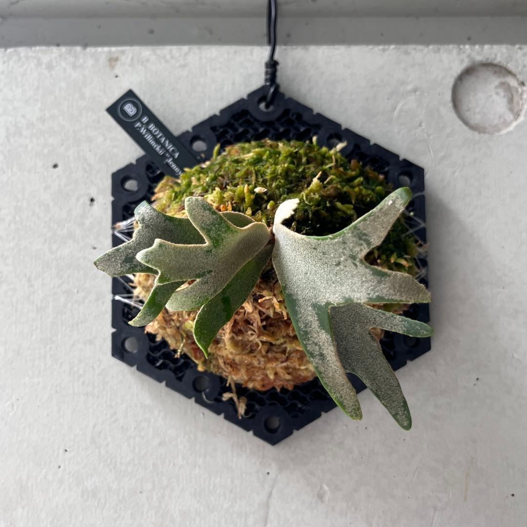 21 P. willinckii Jenny TCビカクシダジェニー