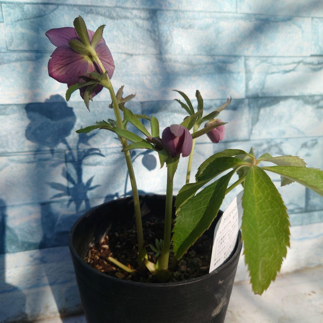 ☀️クリスマスローズ開花株❗☀️4号ロング鉢植え☀ - メルカリ