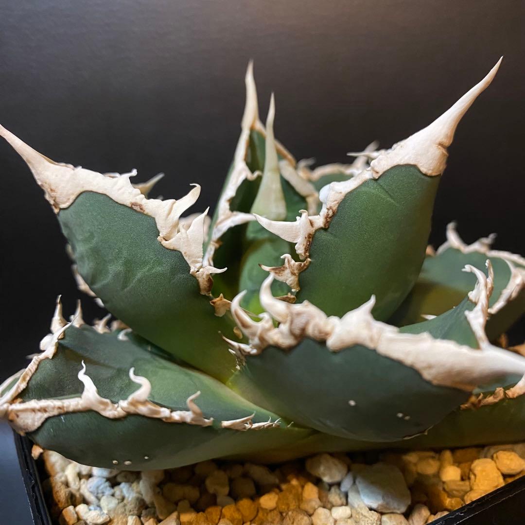 アガベ チタノタ 狼人 台湾株 浪人 子株 直子株OC株 発根済み - メルカリ