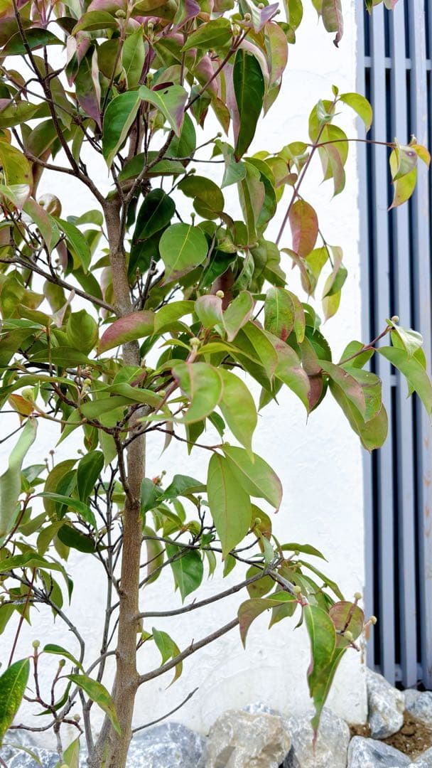 幹太。逸品常緑ヤマボウシ ホンコンエンシス1.9M(鉢底から)品番D