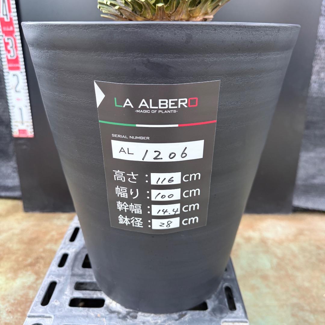 AL1206】ユッカ ロストラータ ランチョブルー（品種名） - メルカリ