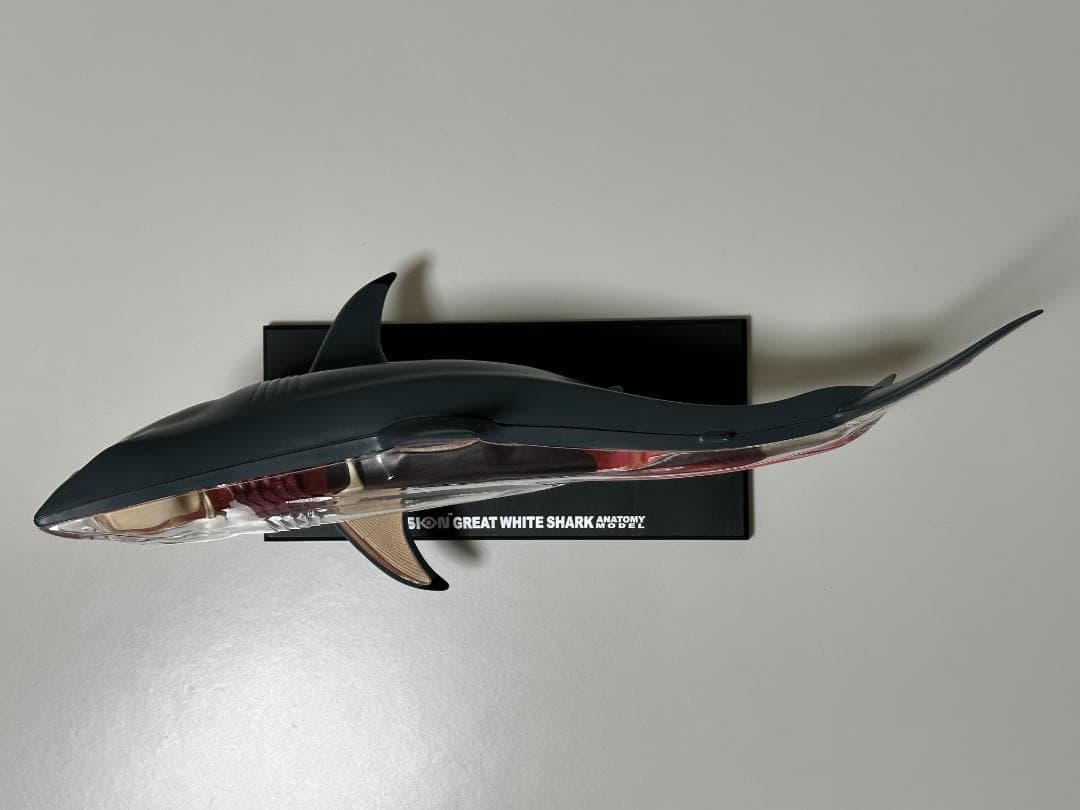 4Dビジョン ホホジロザメ 鮫 解剖モデル Great White Shark - メルカリ