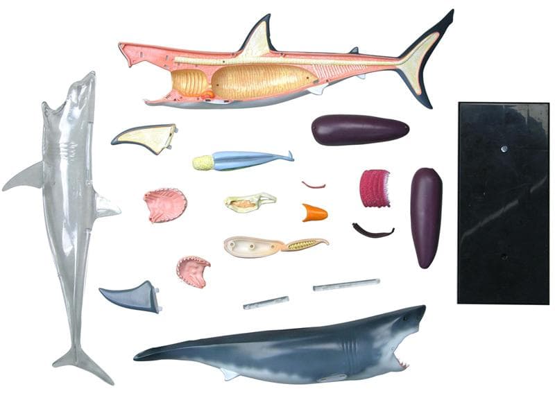 4Dビジョン ホホジロザメ 鮫 解剖モデル Great White Shark - メルカリ