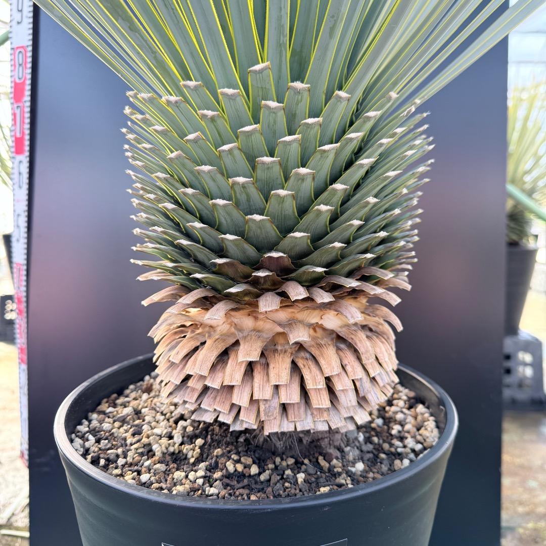 平*政様 【AL1109】ユッカ ロストラータ - メルカリ