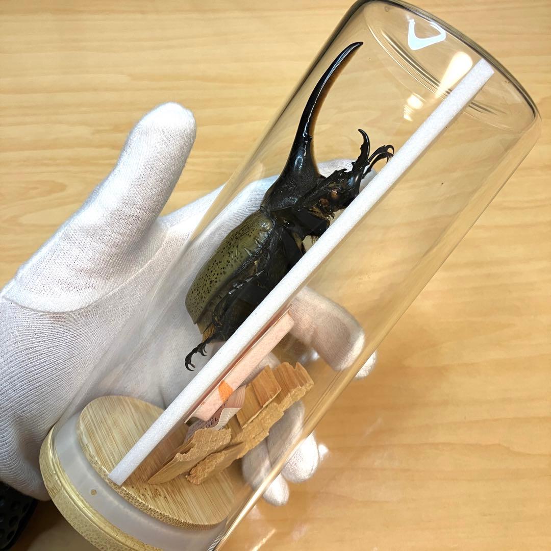 昆虫標本】ヘラクレスオオカブト ガラスケース入り - メルカリ