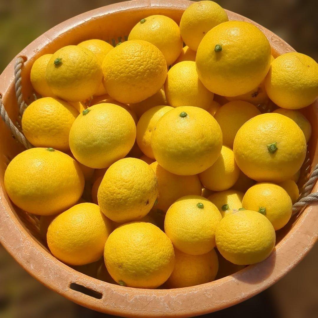 みつばち果樹園 湘南ゴールド 2.7kg サイズmix - メルカリ