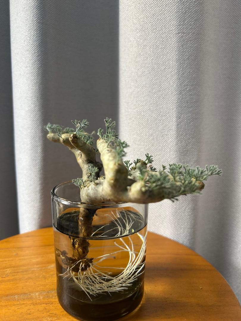 良型発根済サルコカウロン ムルチフィズム モンソニア ムルチフィダ